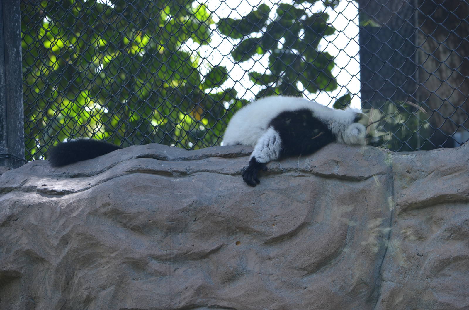 black and white ruffed lemur