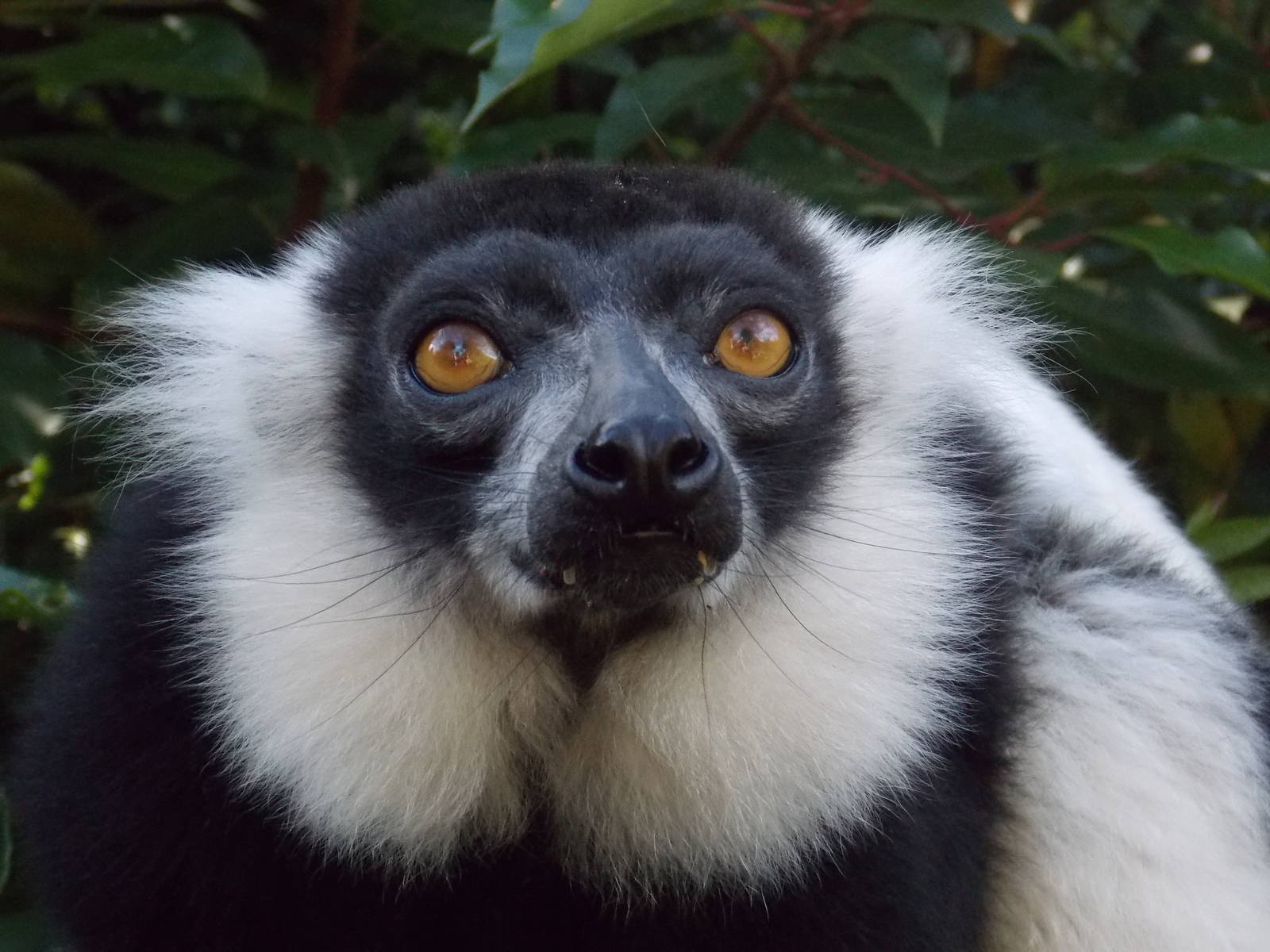 Black and White Ruffed Lemur