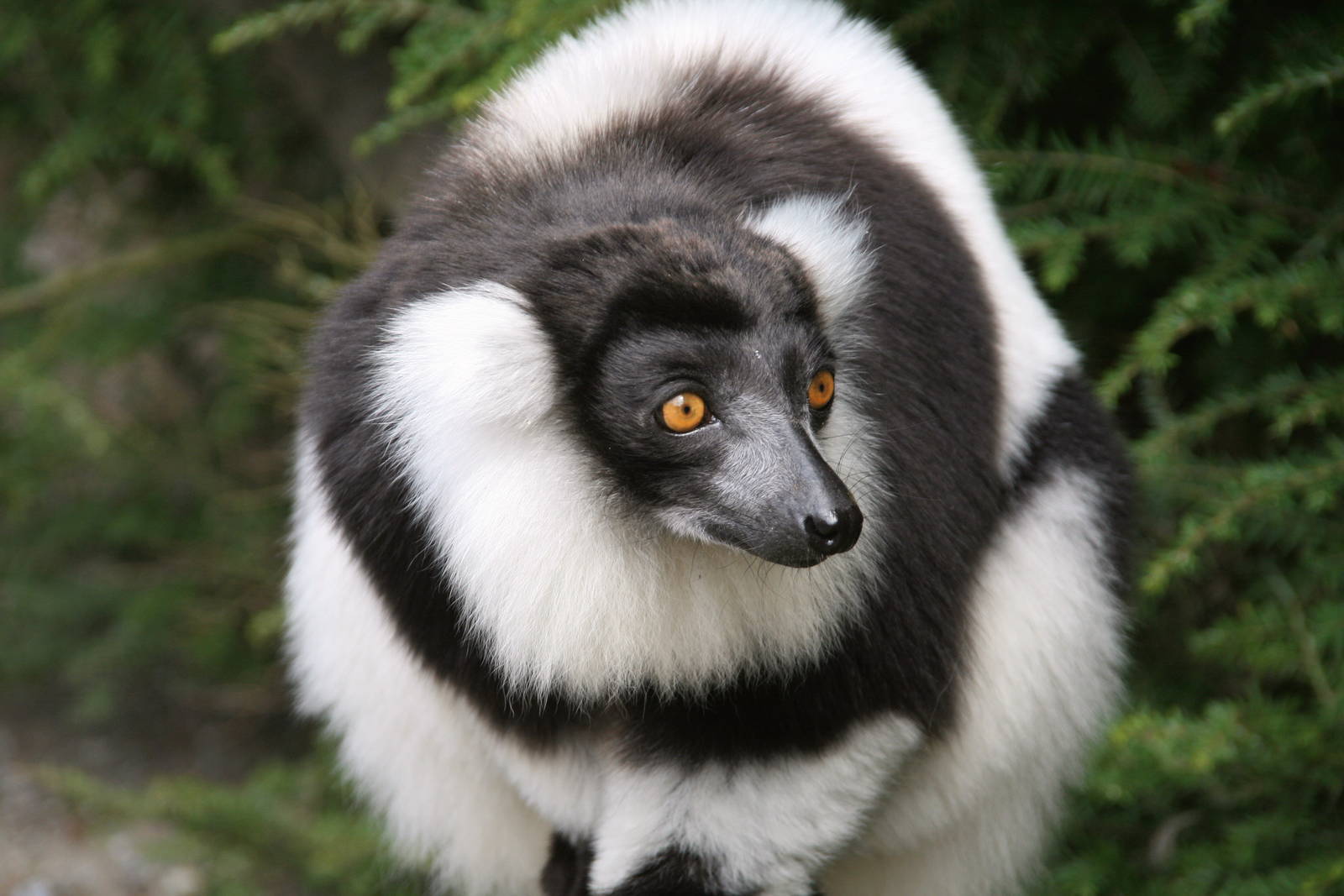 Black and white ruffed lemur
