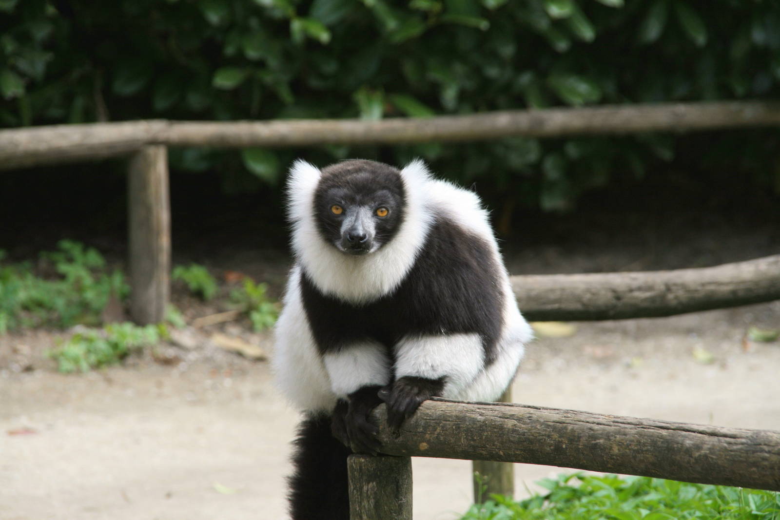 Black and white ruffed lemur
