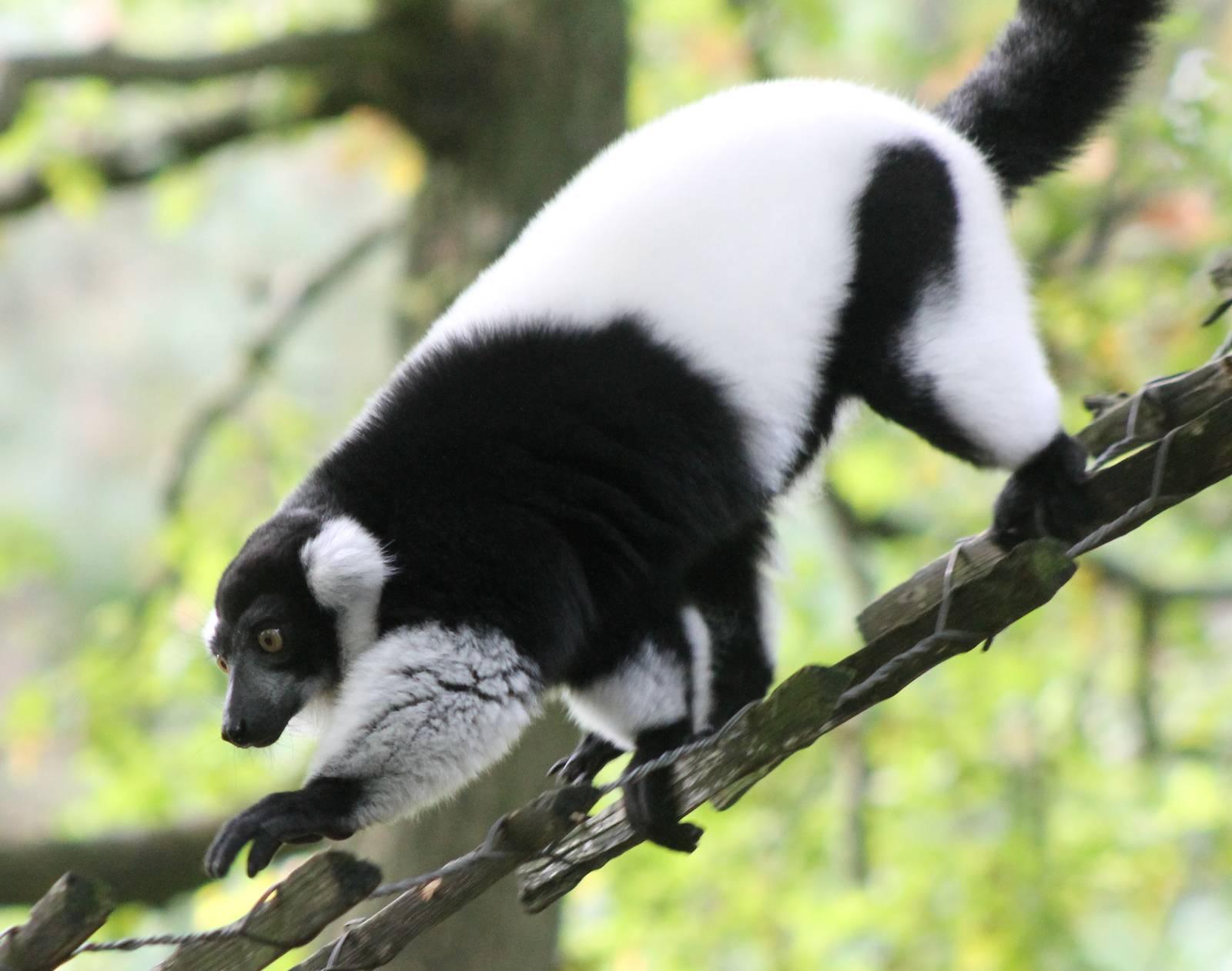 Black and white ruffed lemur