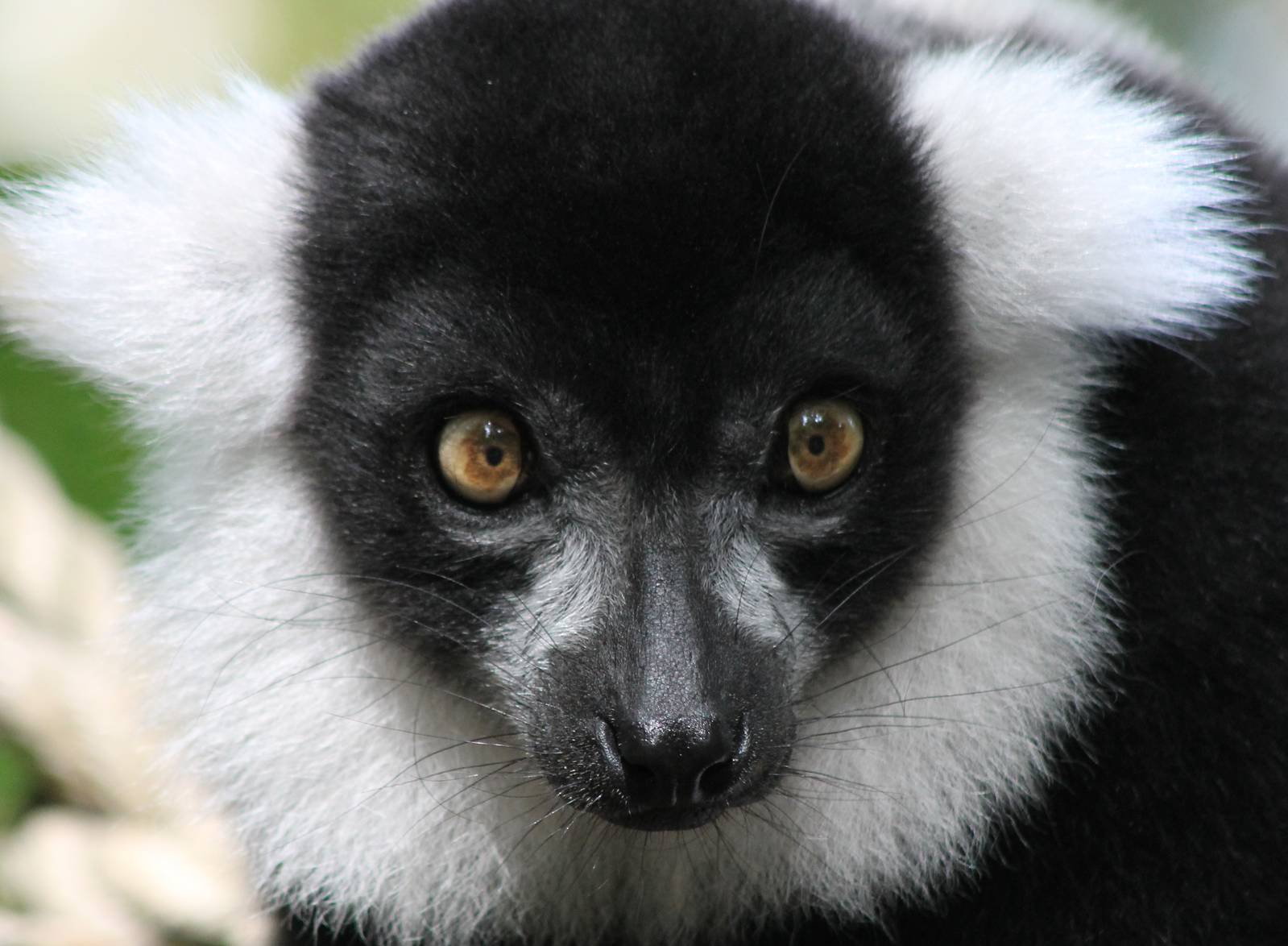 Black and white ruffed lemur