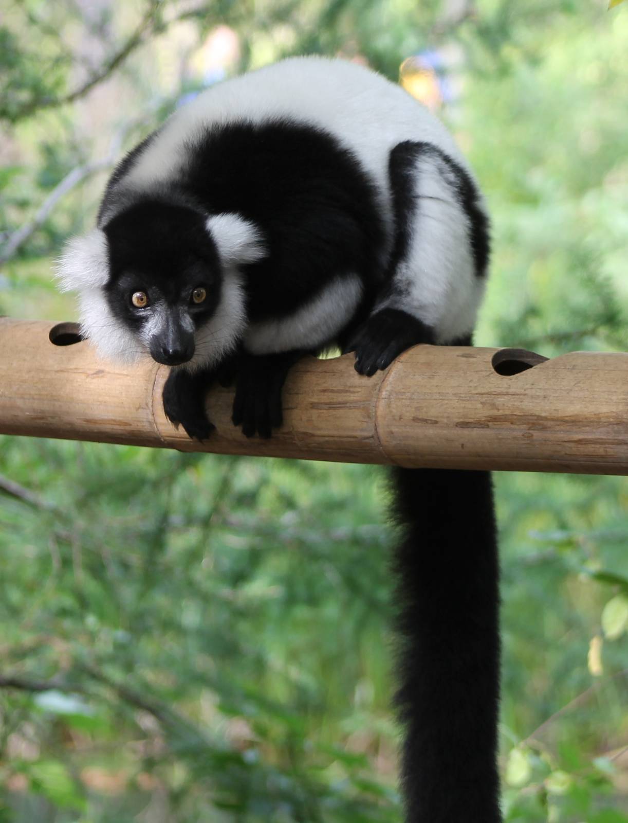 Black and white ruffed lemur