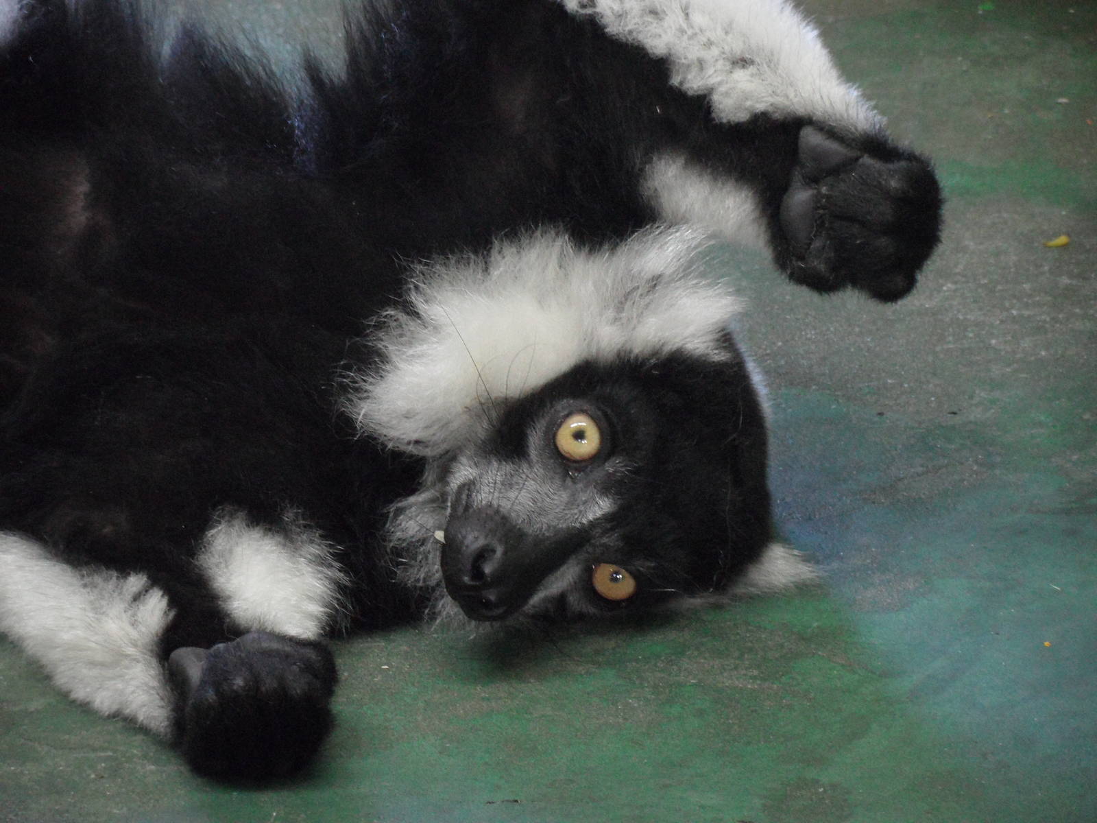 Black-and-white ruffed lemur