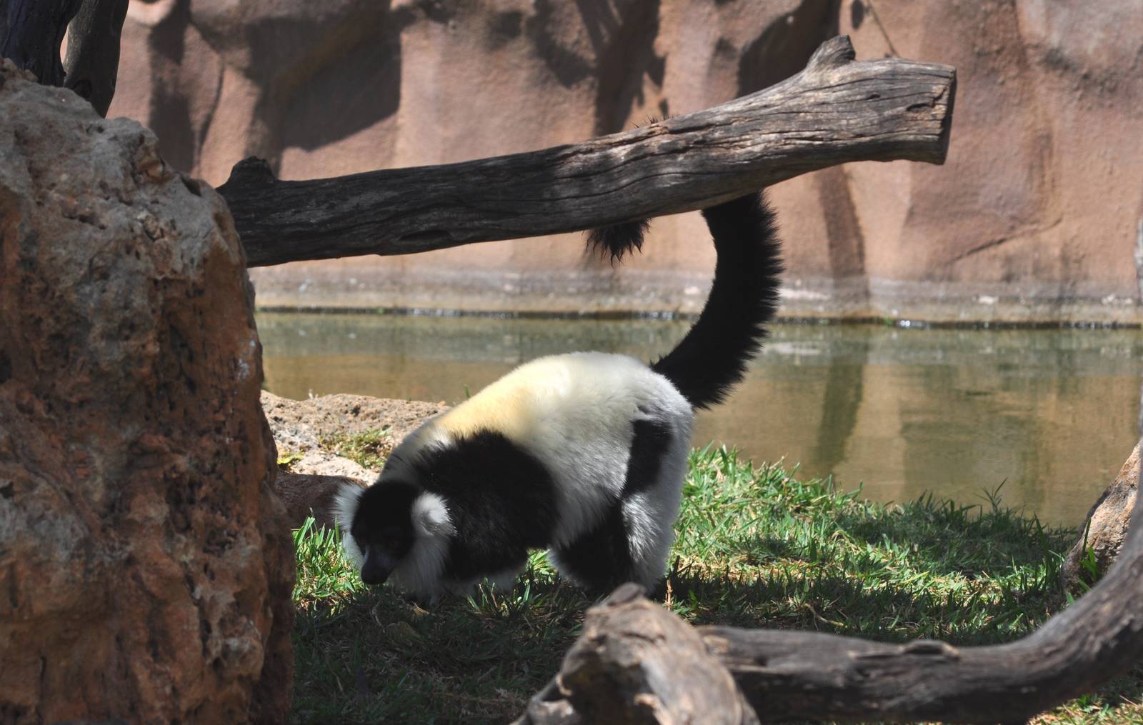 Black and White Ruffed Lemur
