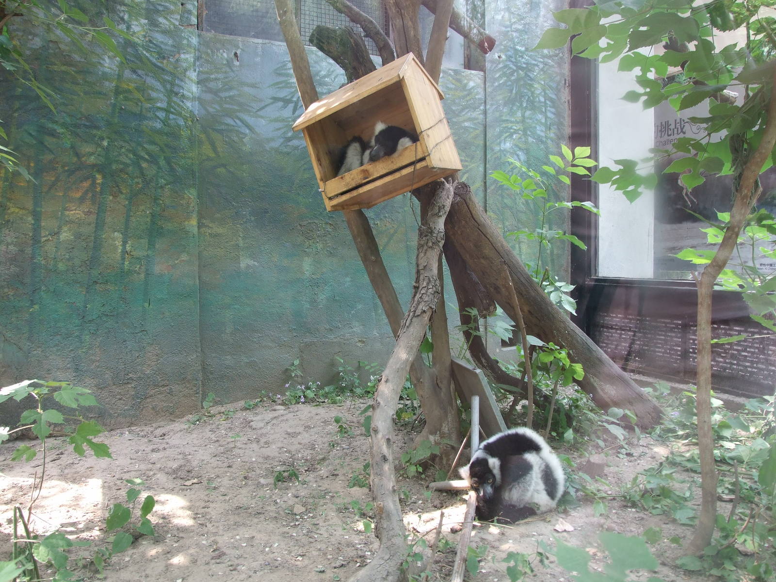 Black-and-white ruffed lemur