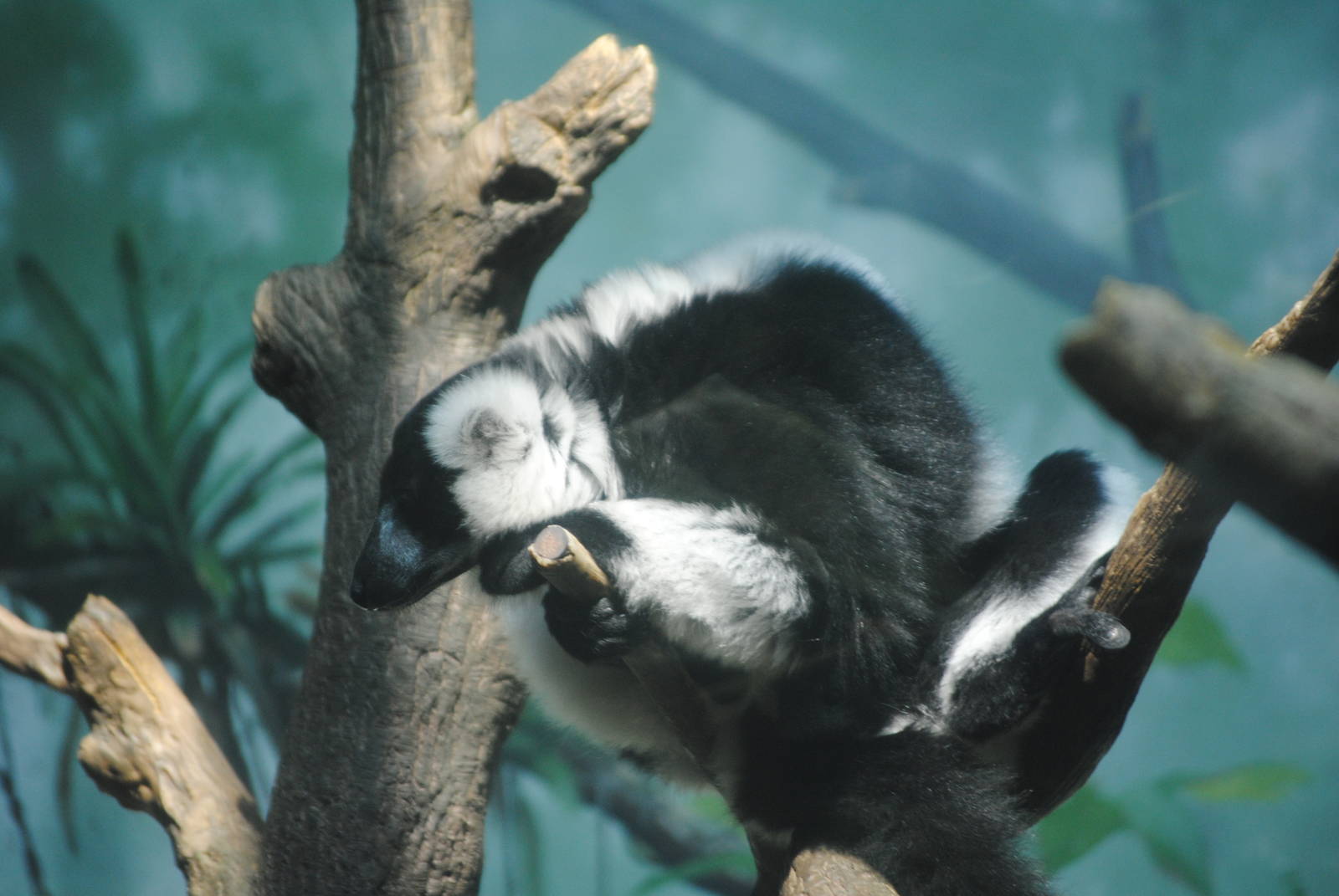 Black-And-White Ruffed Lemur