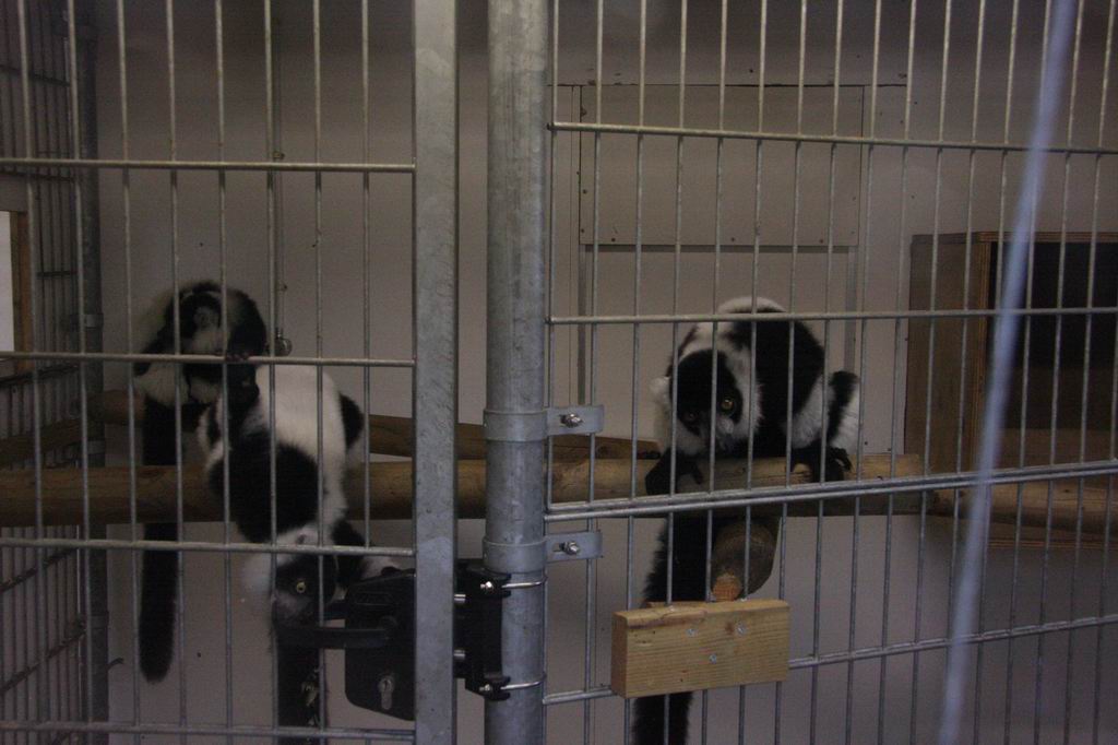 Black-and-white ruffed lemur