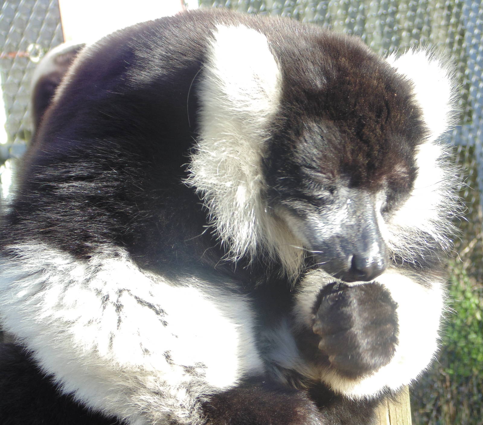 Black and White Ruffed Lemur