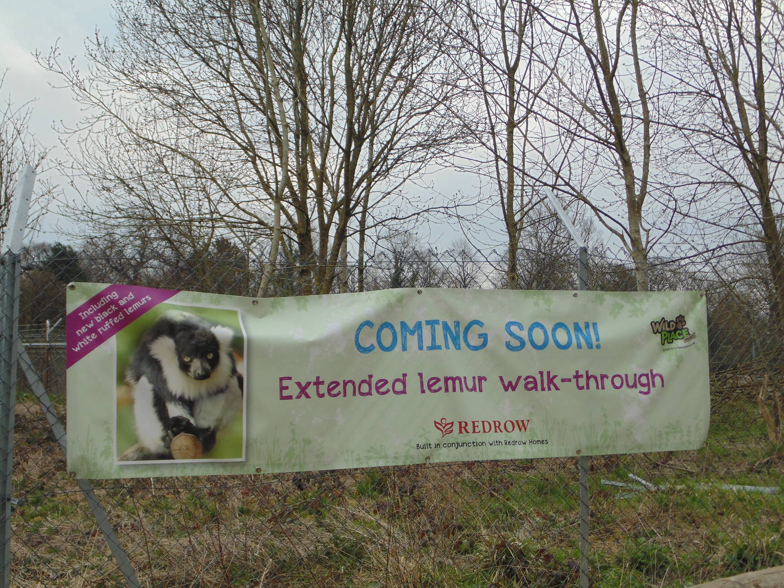Black and White Ruffed Lemur