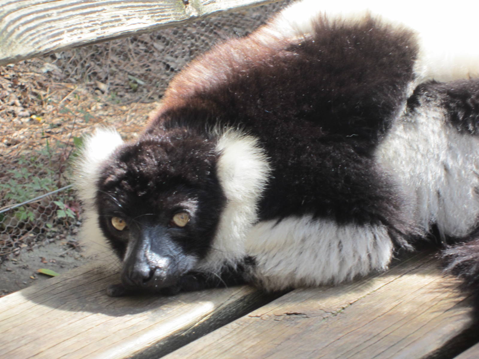 Black and white ruffed lemur