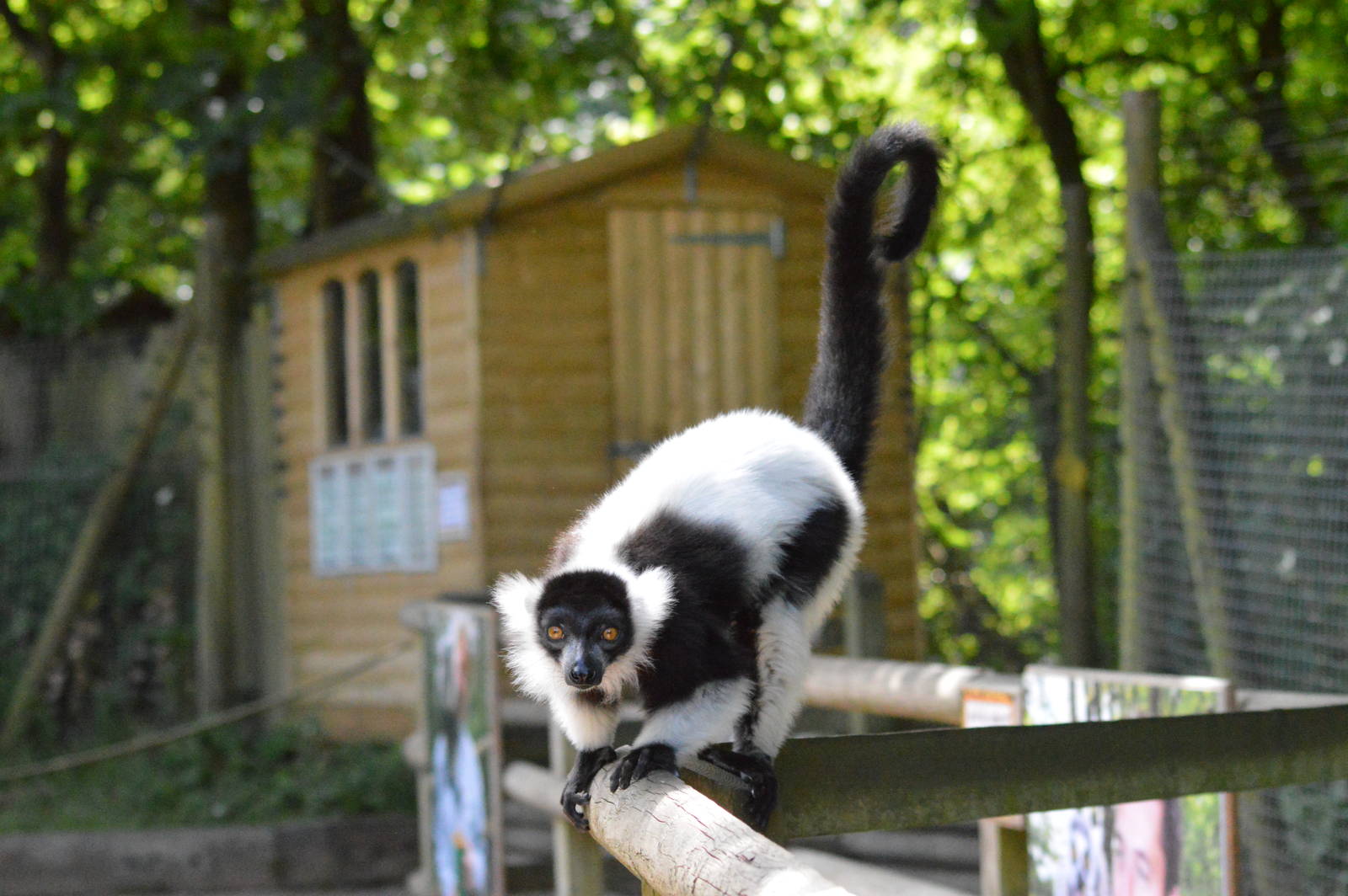 Black and white ruffed lemur