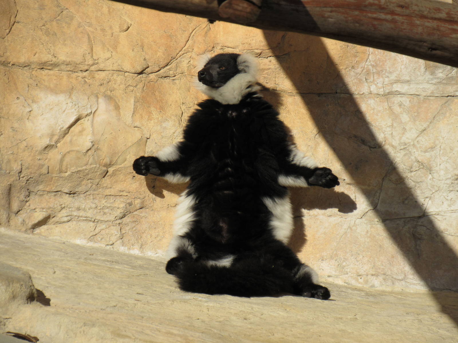 Black and White Ruffed Lemur