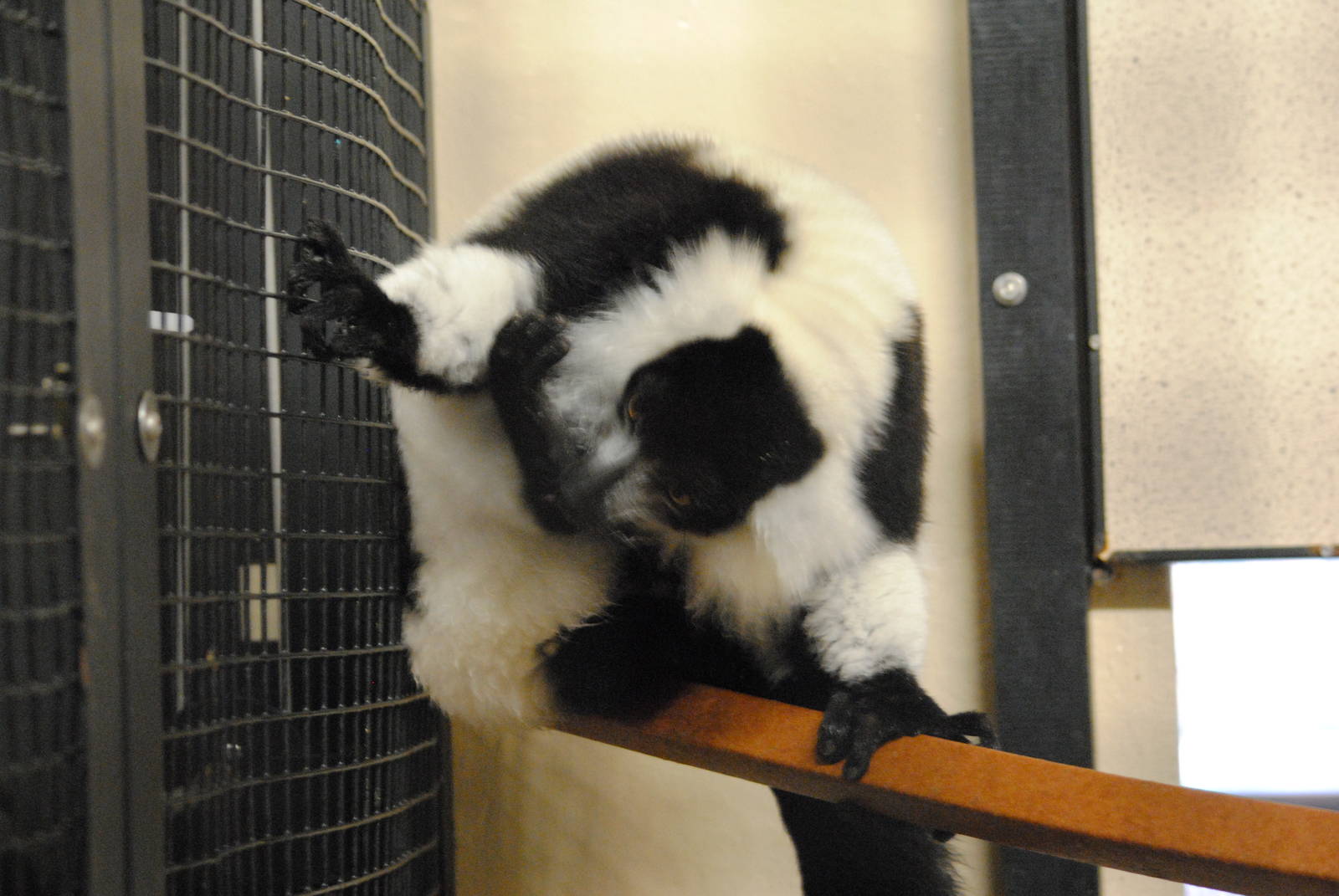 Black-and-white Ruffed Lemur