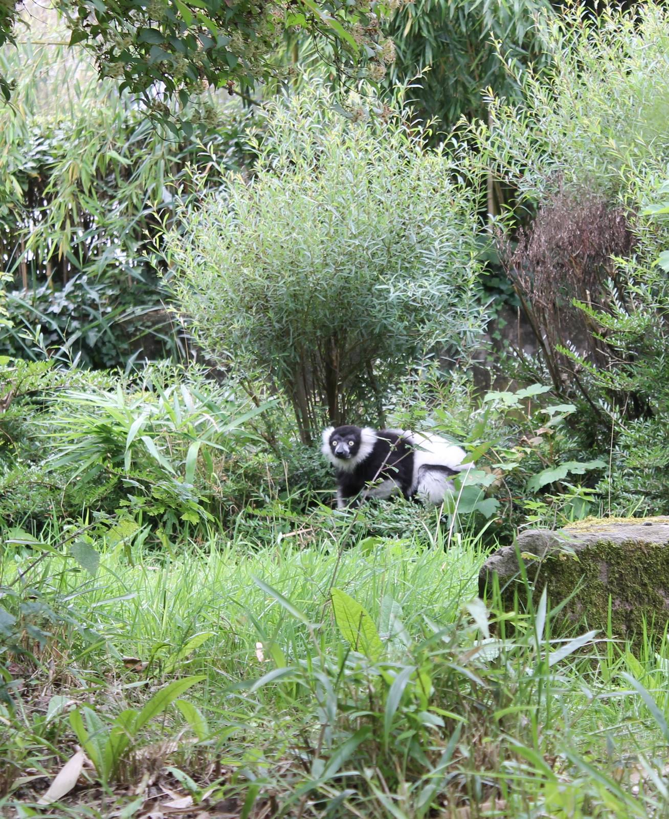 Black and white ruffed lemur