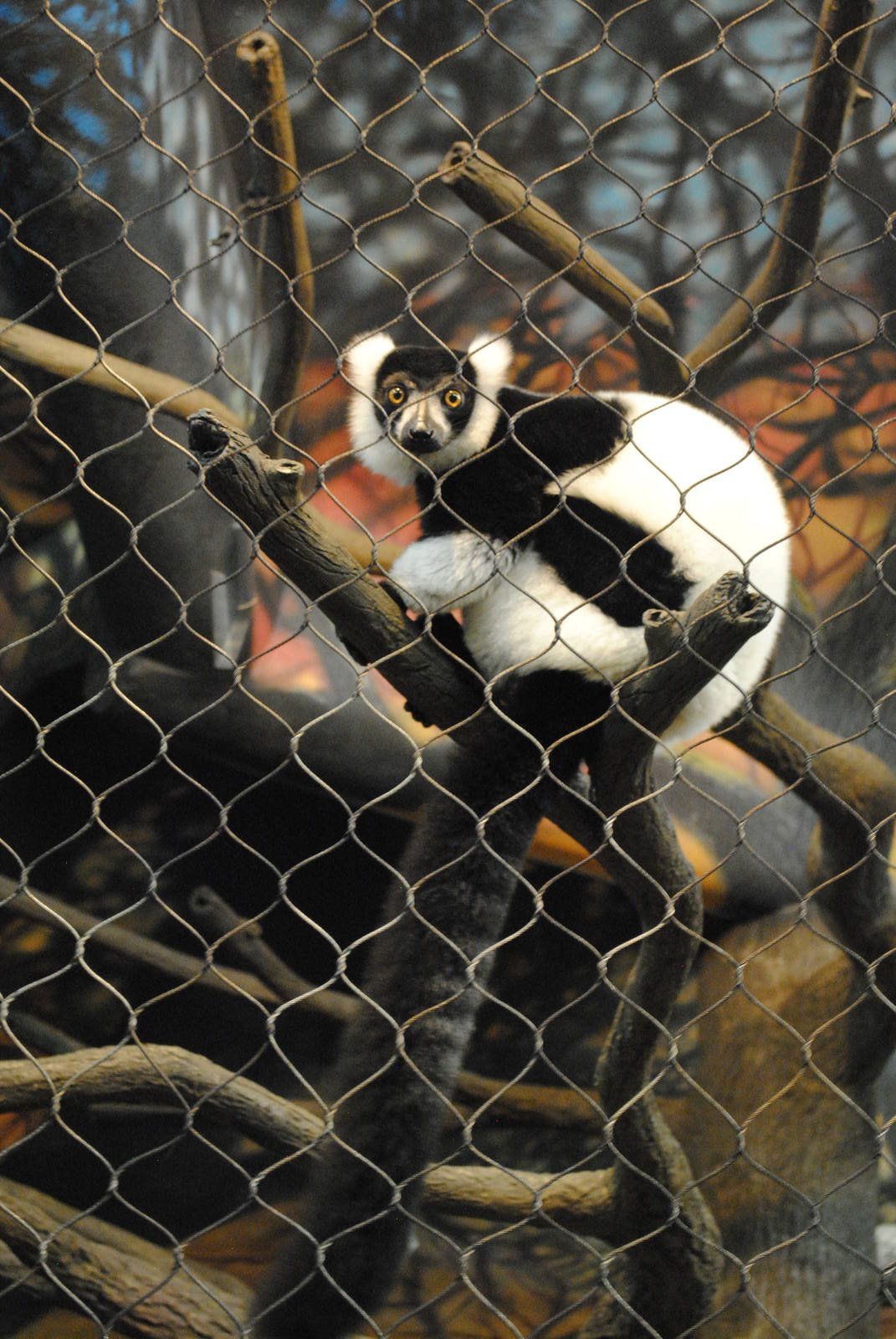 Black-and-white Ruffed Lemur