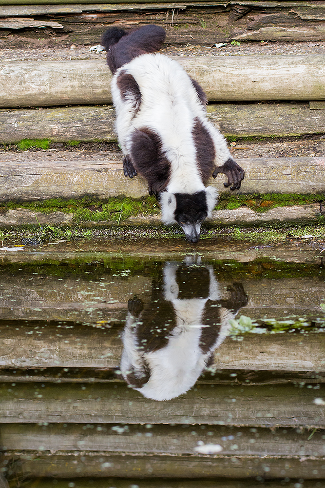 Black and White Ruffed Lemur