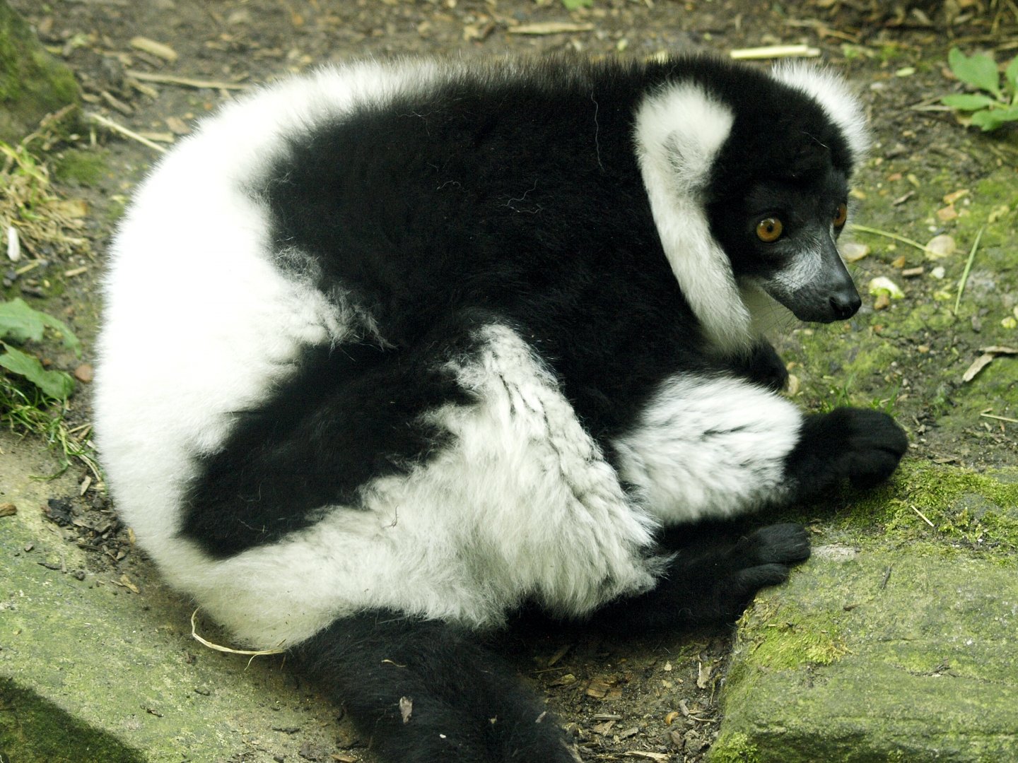 Black and white ruffed lemur