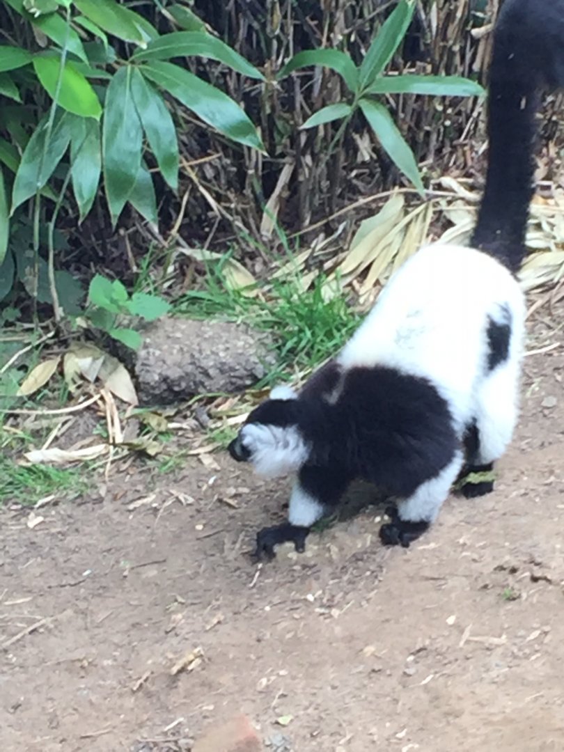 Black and White Ruffed Lemur