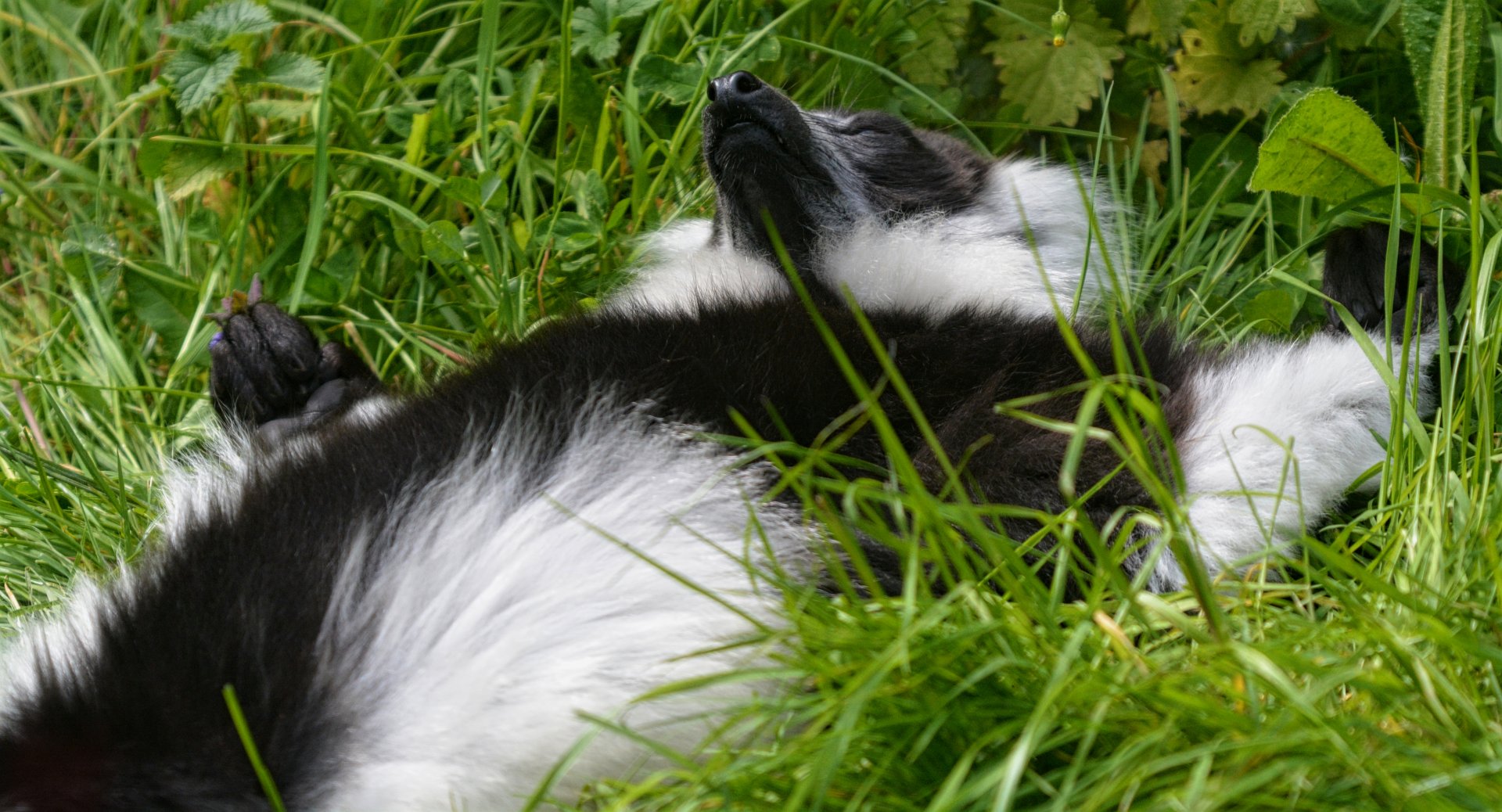 Black and White Ruffed Lemur