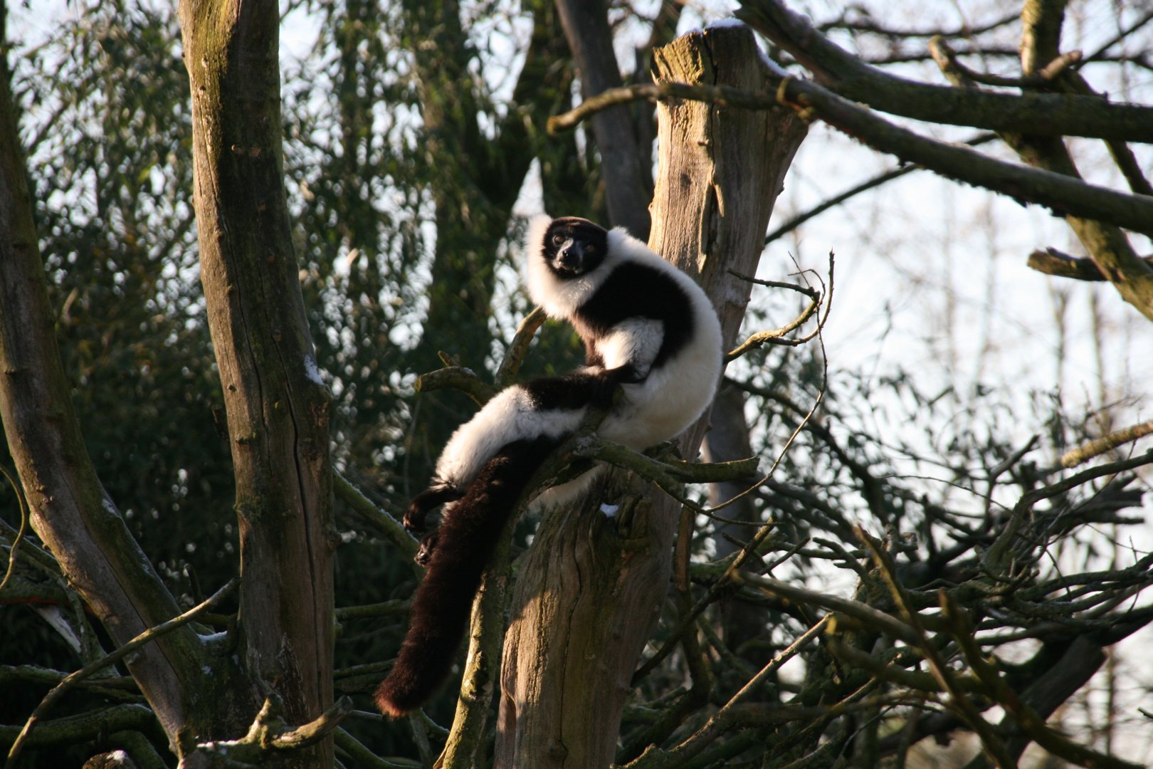 Black-and -white ruffed lemur