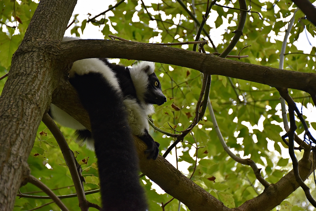 Black-and-white ruffed lemur