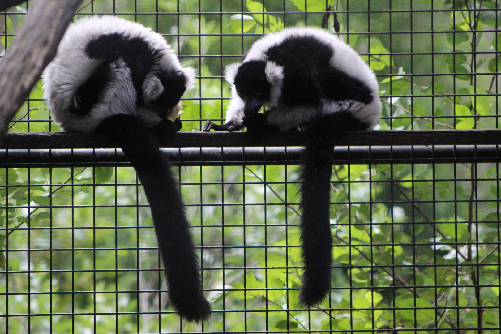 Black and White Ruffed Lemur