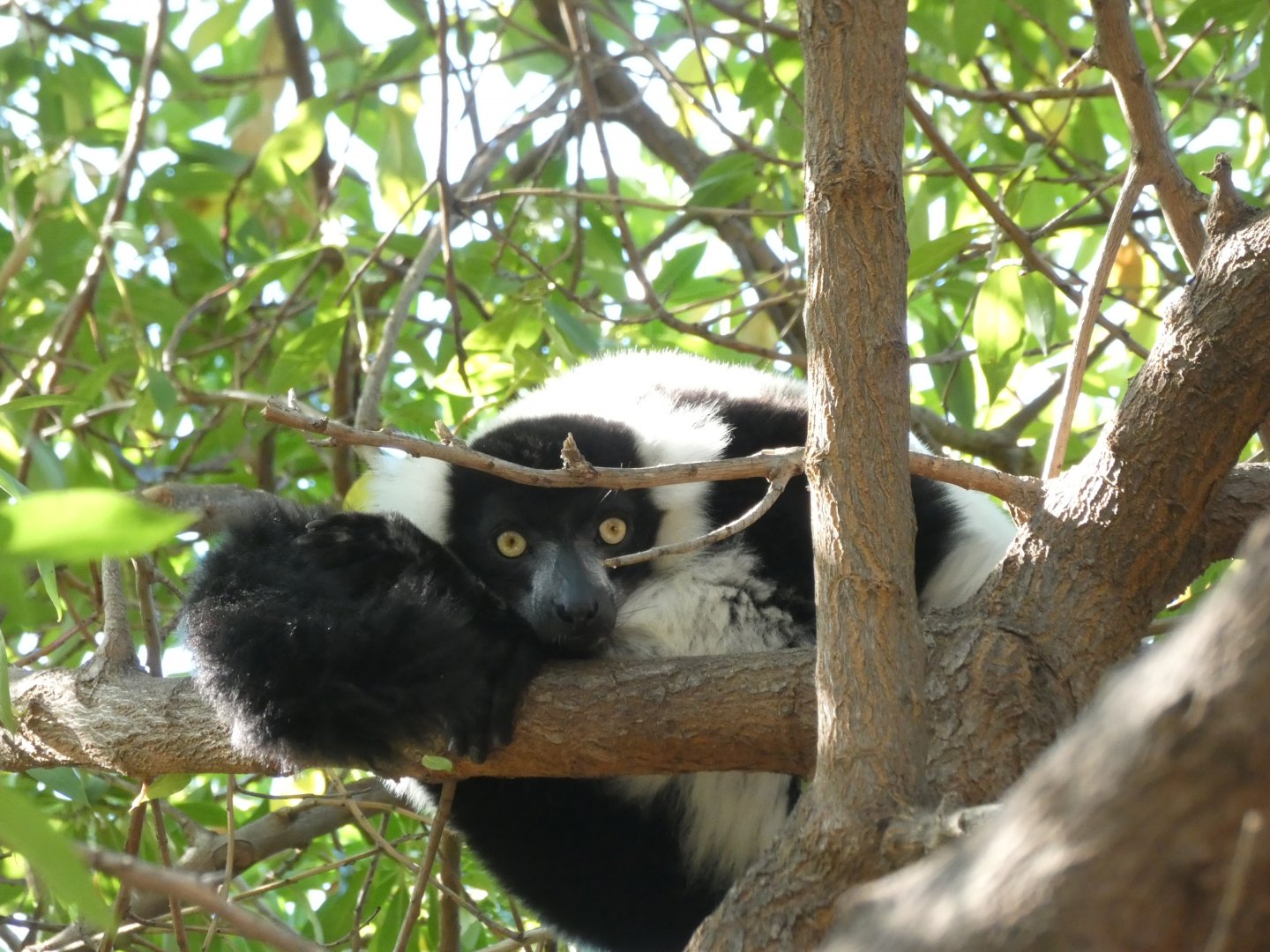 Black and White Ruffed Lemur