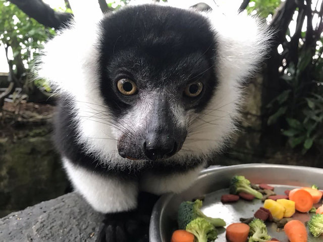 Black-and-white ruffed lemur