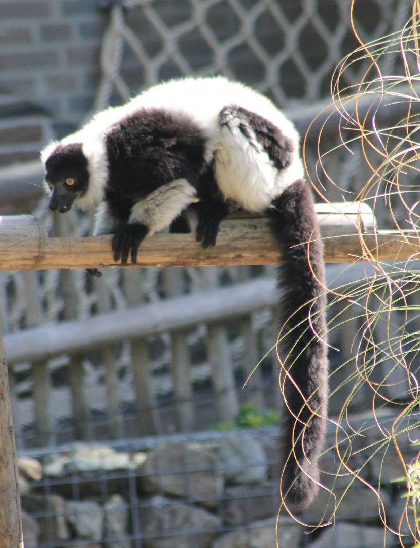Black and white ruffed lemur