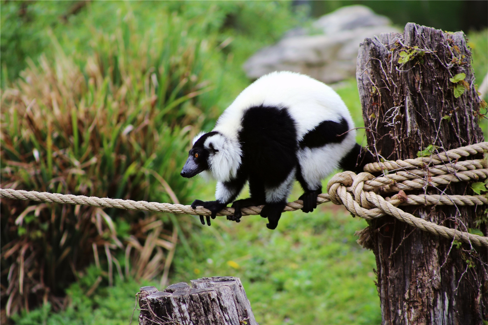 Black-and-white Ruffed Lemur