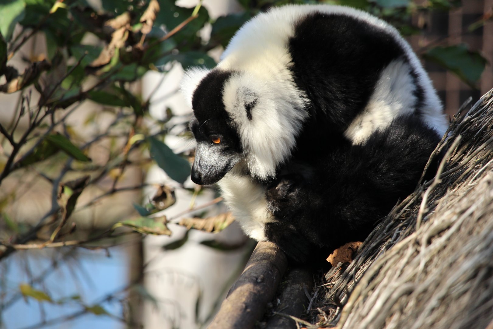 Black-and-white ruffed lemur
