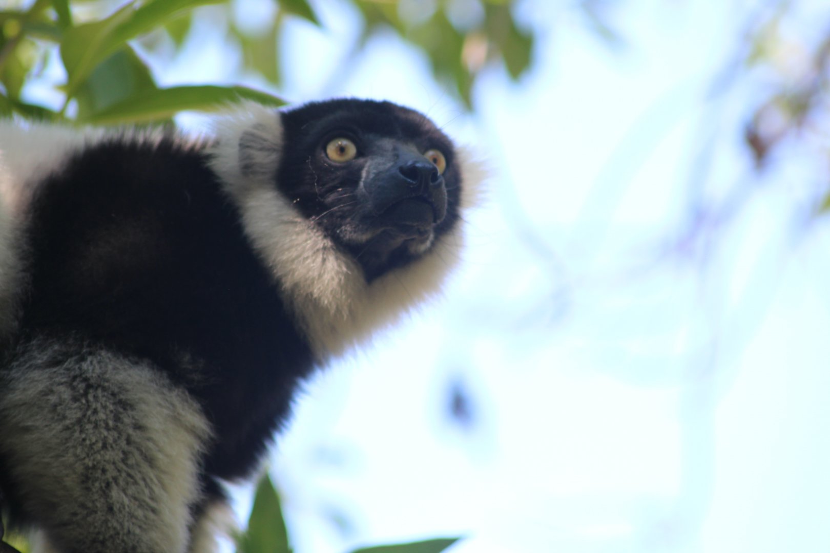 Black and white ruffed lemur