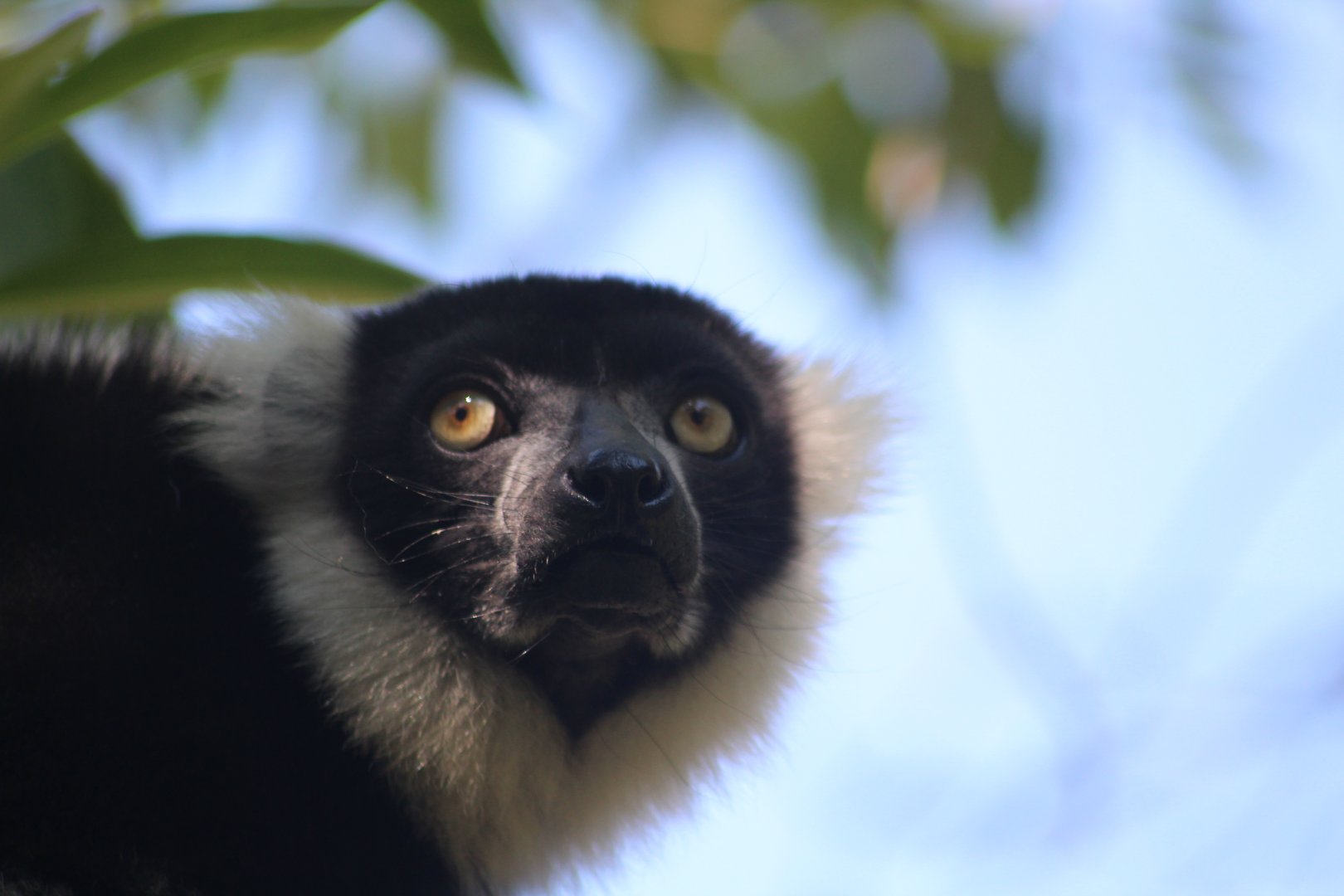Black and white ruffed lemur