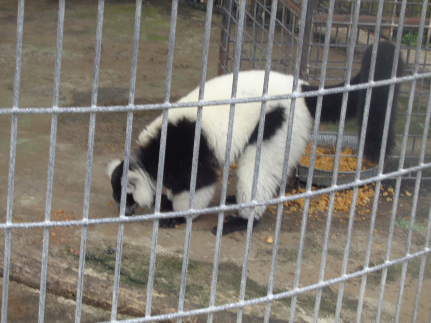 Black-and-white ruffed lemur