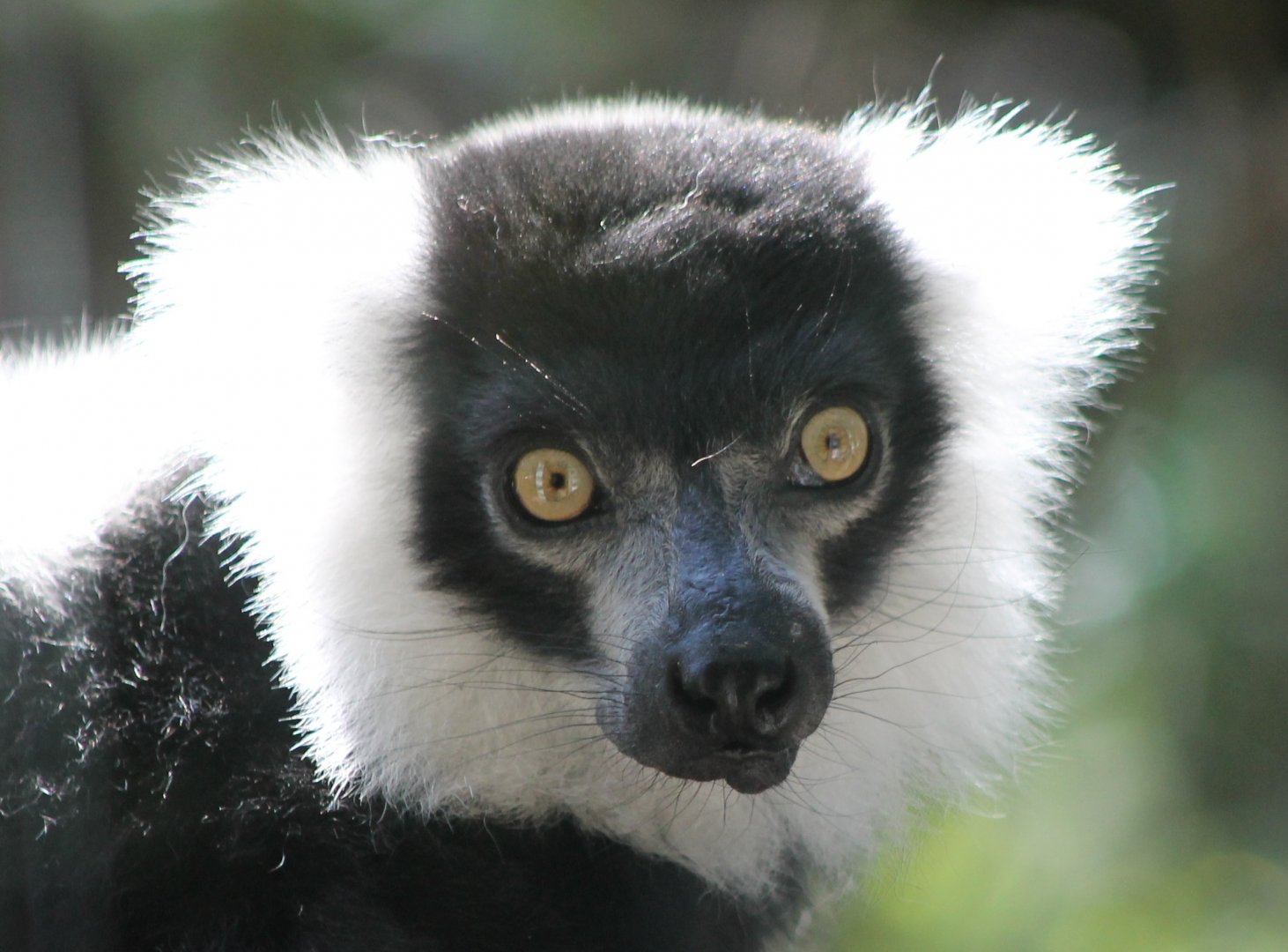 Black-and-white ruffed lemur