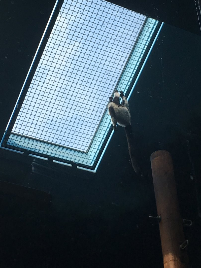 Black-and-White Ruffed Lemur