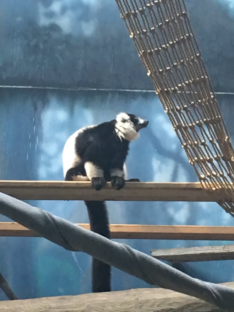 Black-and-White Ruffed Lemur
