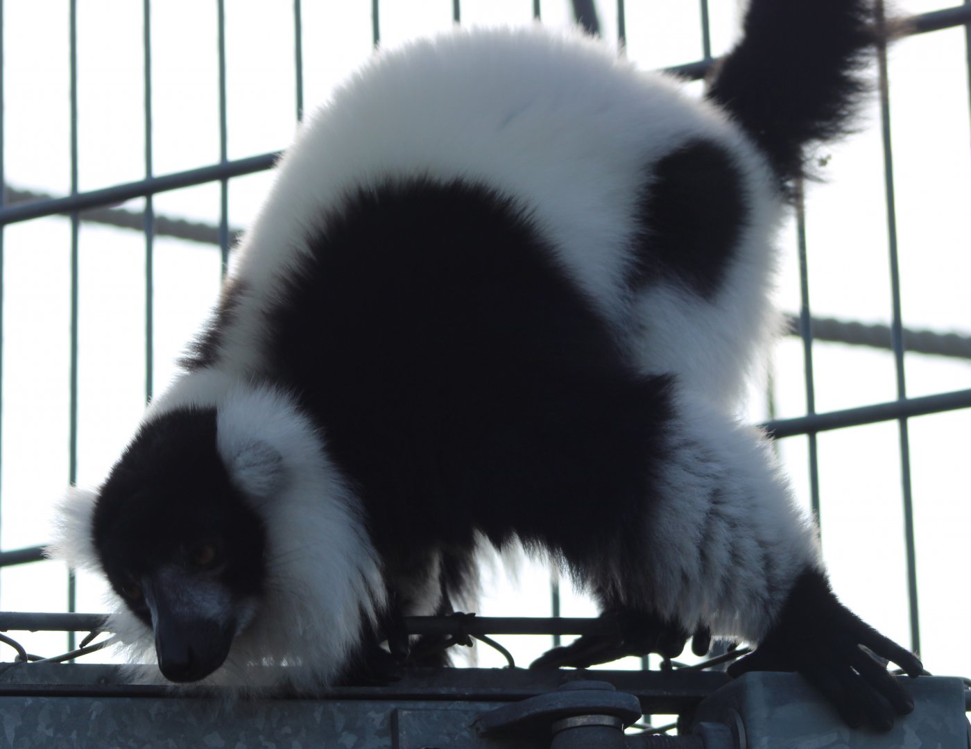 Black and white ruffed lemur