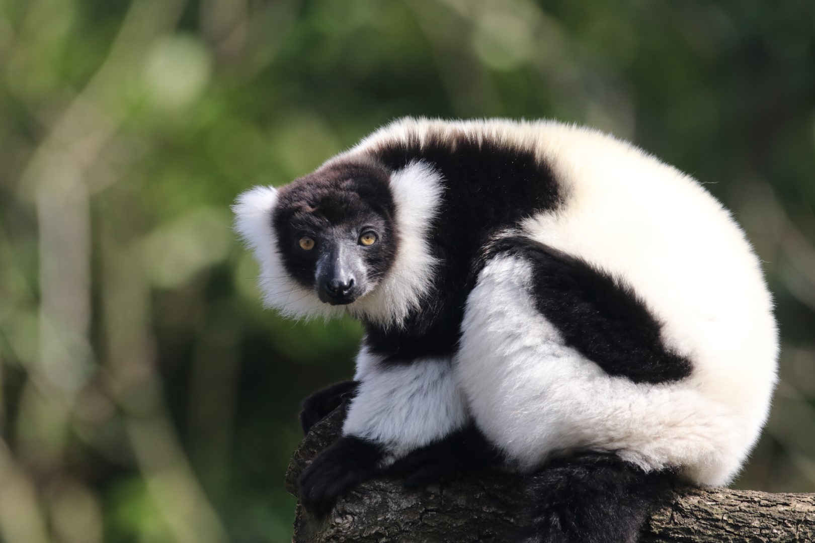 Black-and-white ruffed lemur