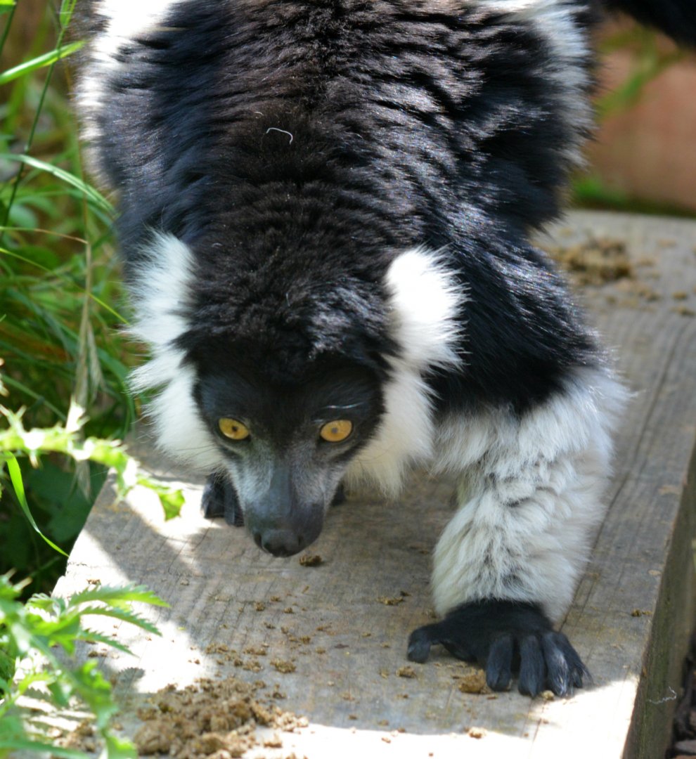 Black And White Ruffed Lemur