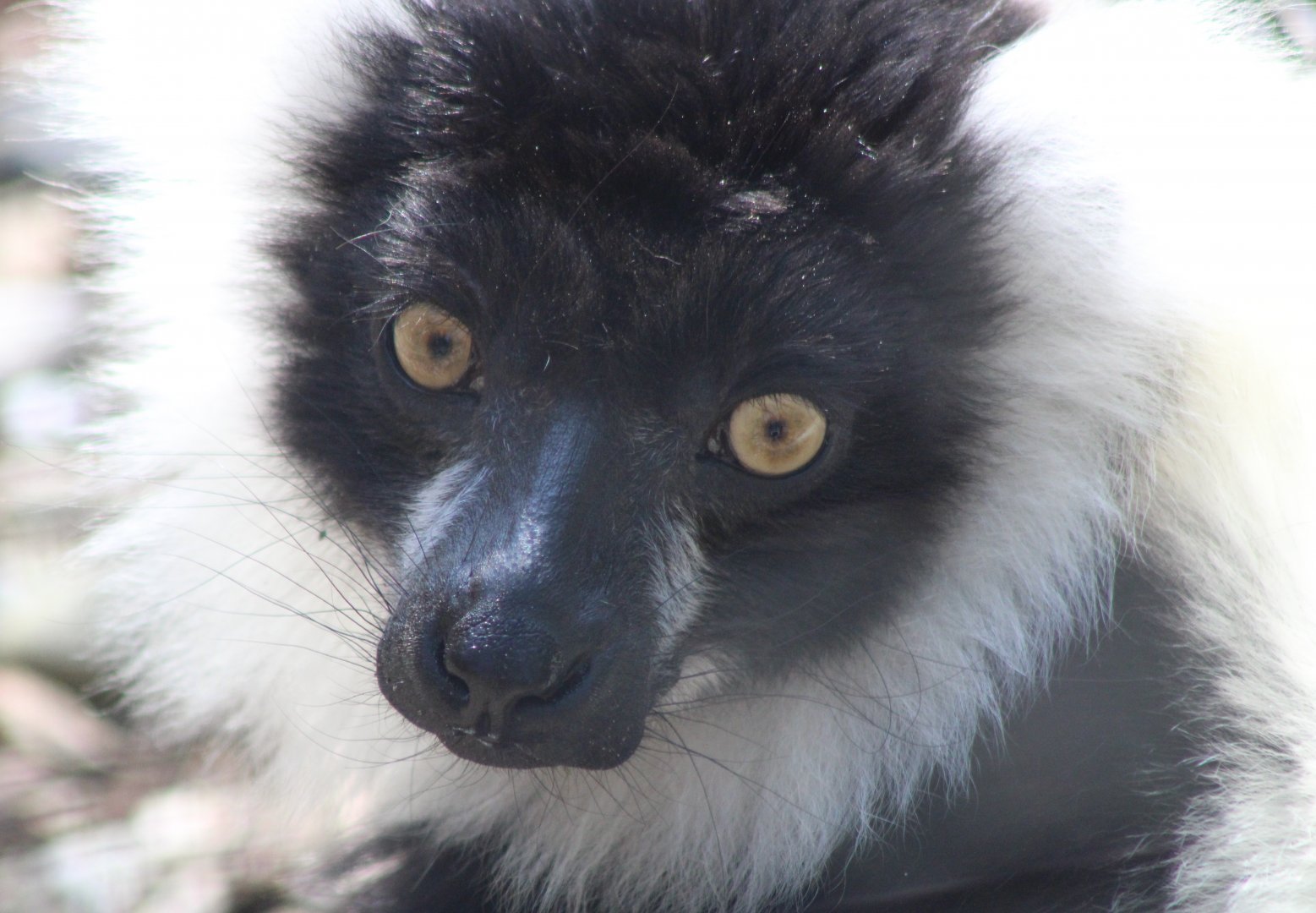Black-and-white ruffed lemur