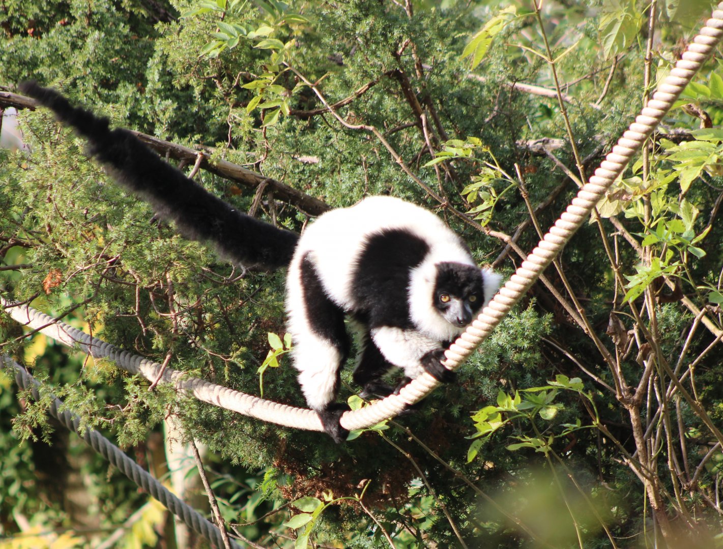 Black and white ruffed lemur