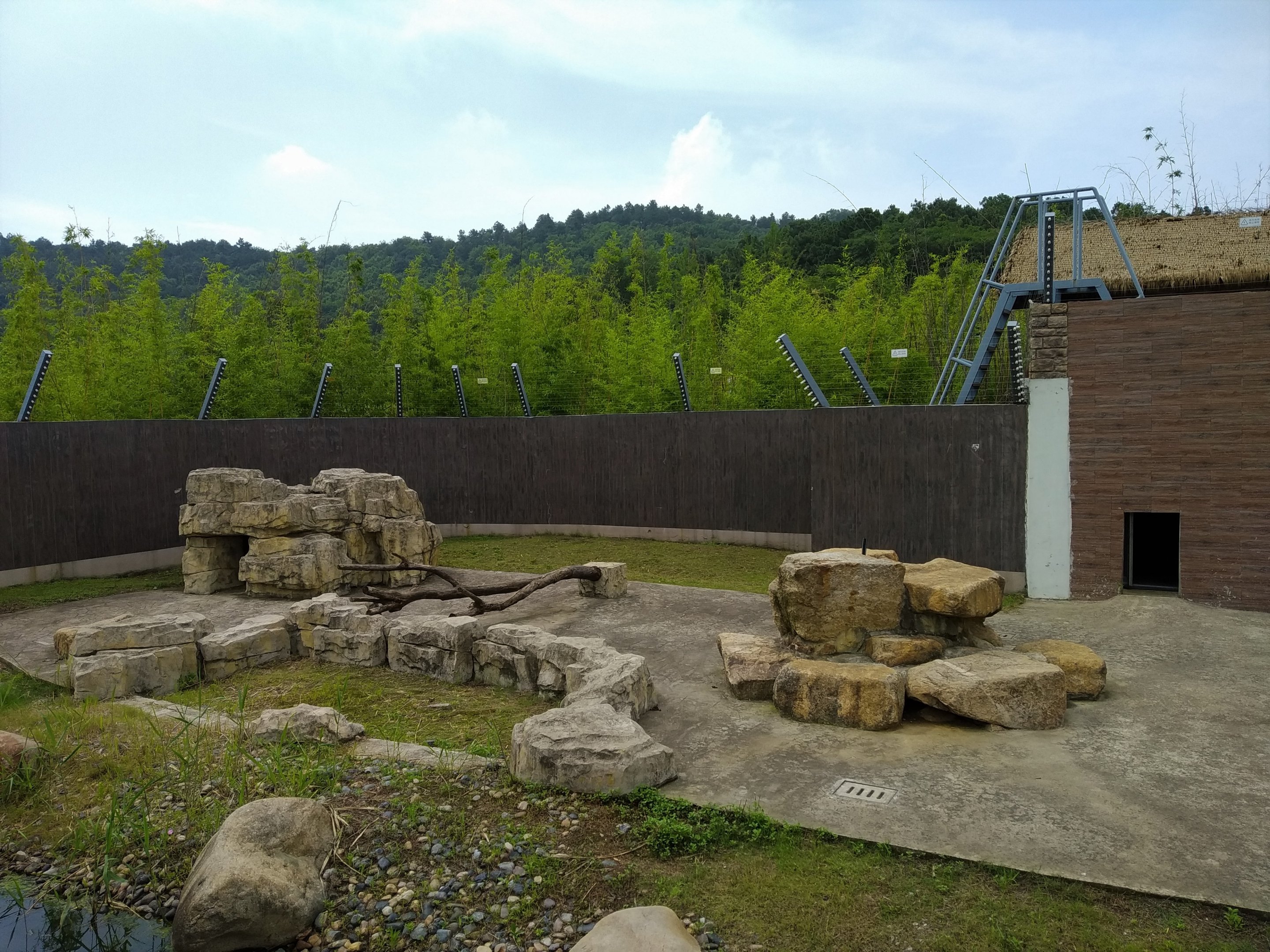 Black and White Ruffed Lemur