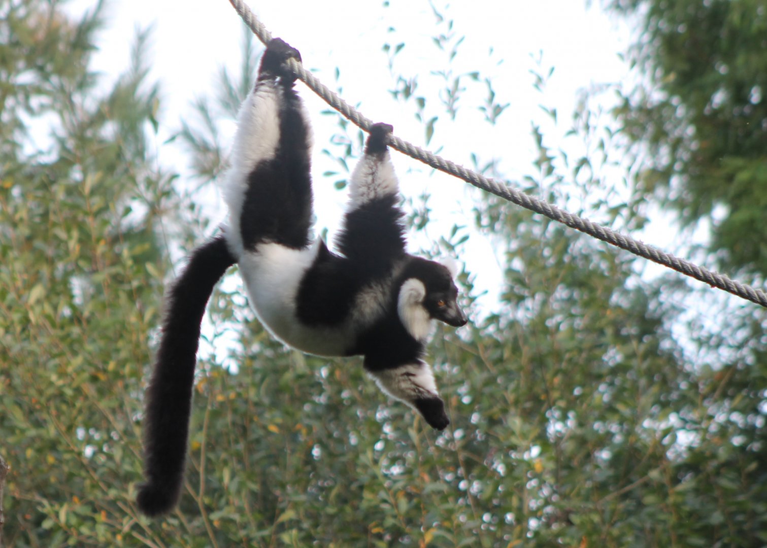 Black and white ruffed lemur