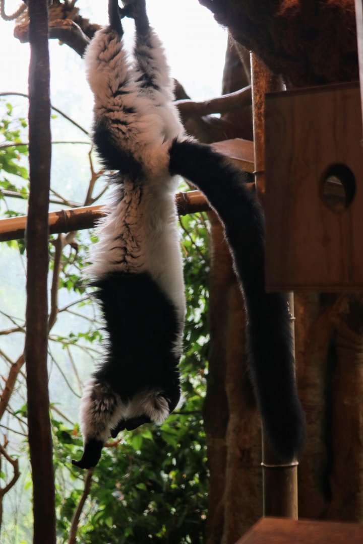 Black-and-white Ruffed Lemur