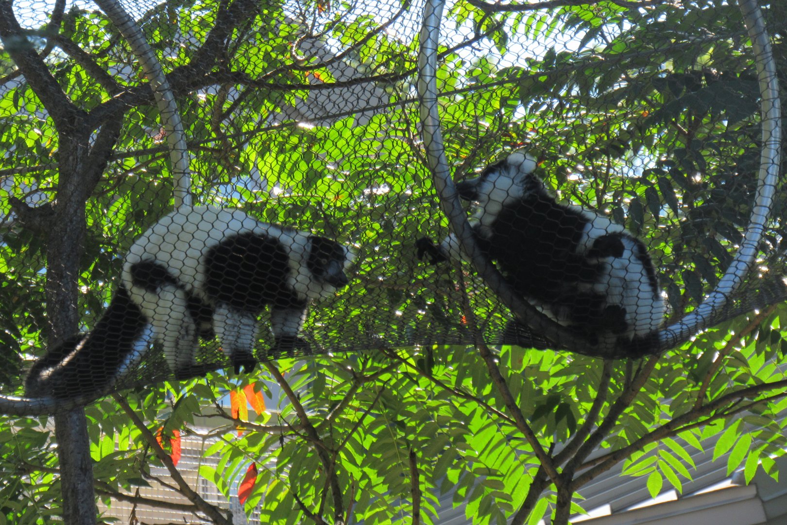 Black and white ruffed lemur