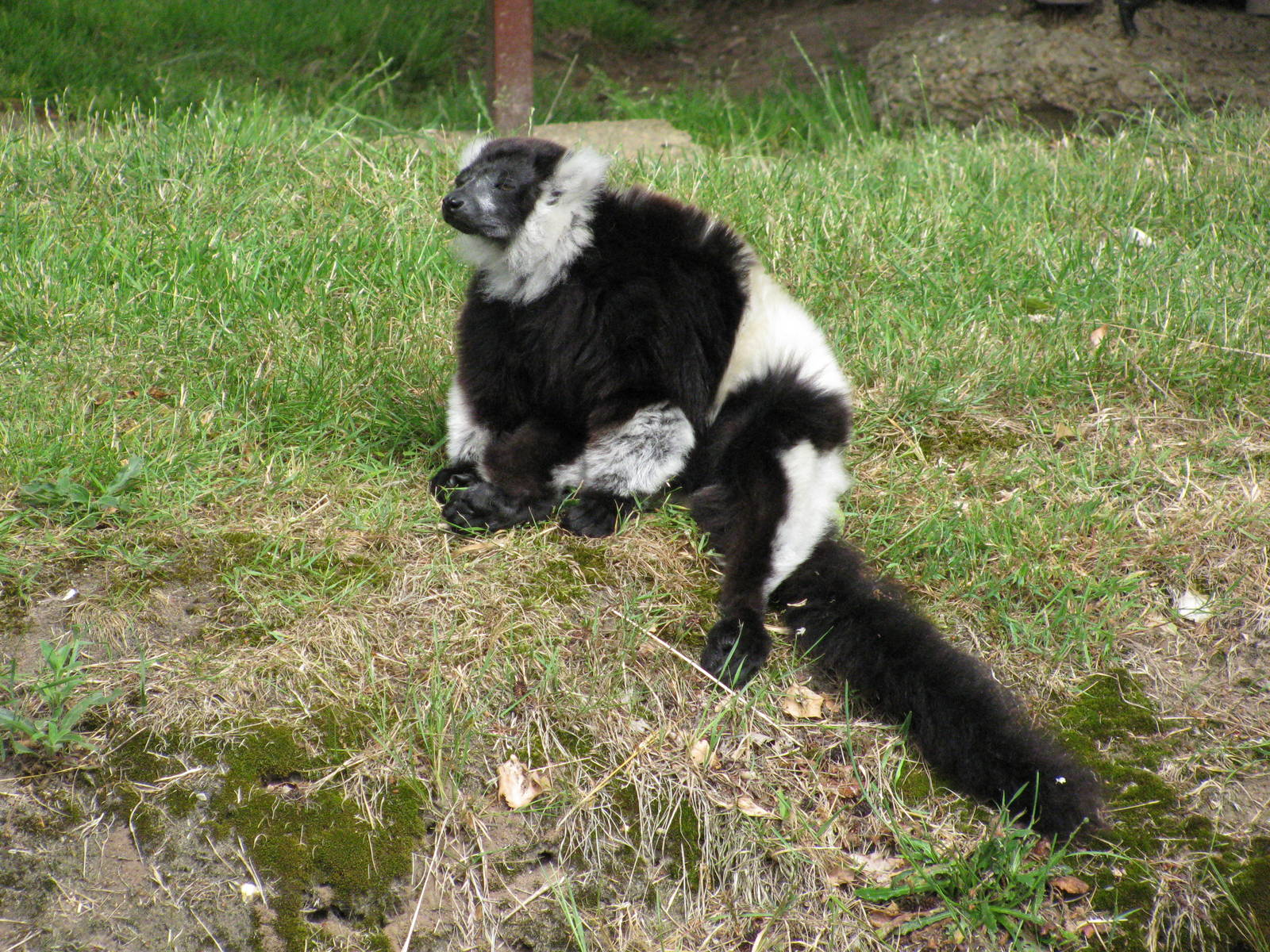 Black and White Ruffed Lemur