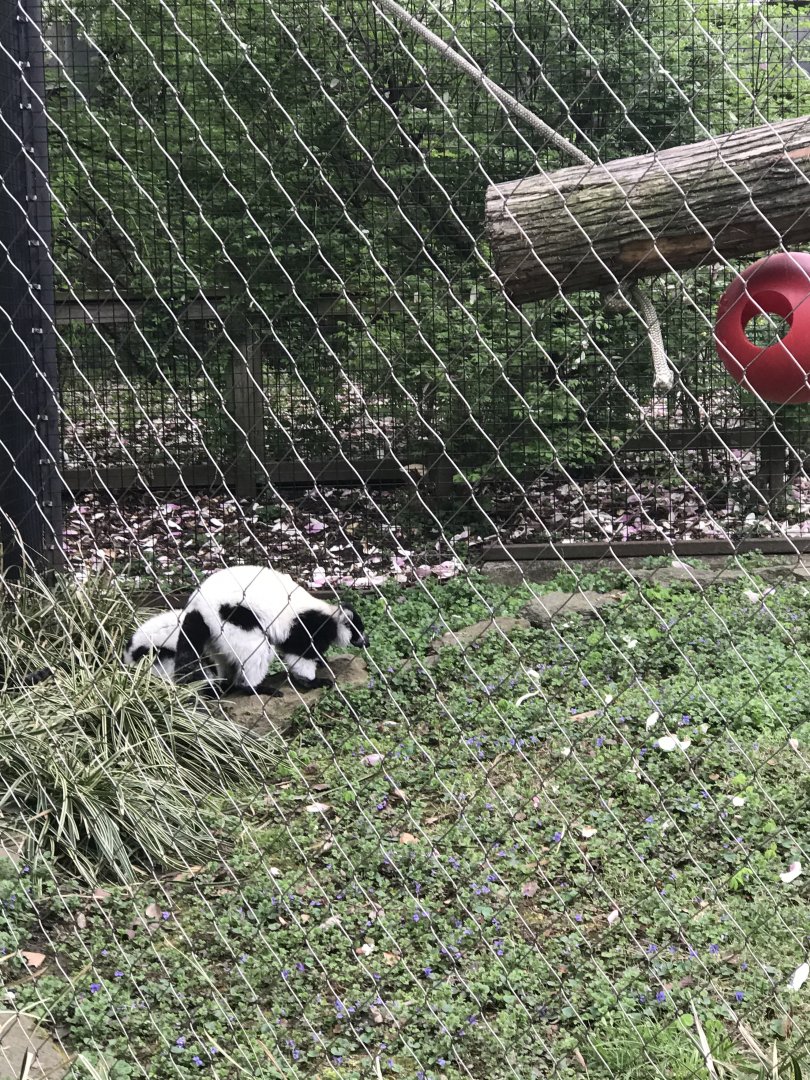 Black-and-white ruffed lemur
