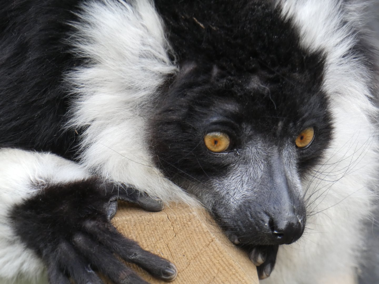 Black-and-white ruffed lemur